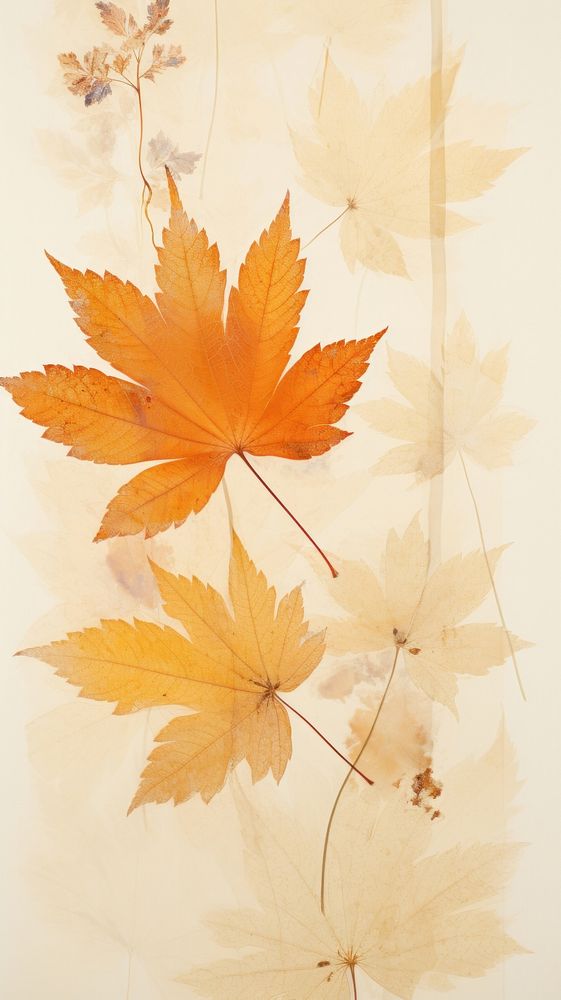 PNG Real pressed autumn leaves backgrounds maple plant. AI generated Image by rawpixel.