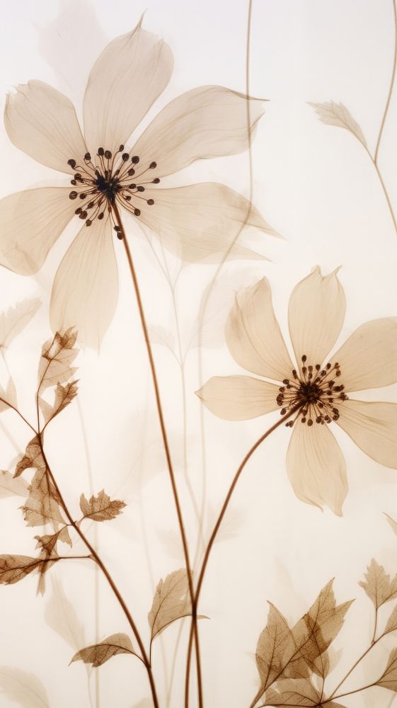 PNG Real pressed botanical flower backgrounds pattern. AI generated Image by rawpixel.