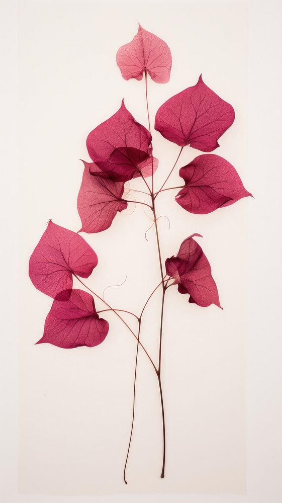 PNG Real pressed bougainvillea flower plant petal. AI generated Image by rawpixel.