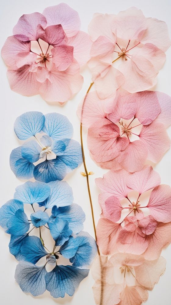 PNG Real pressed blue and pink hydrangea flowers petal plant art. 