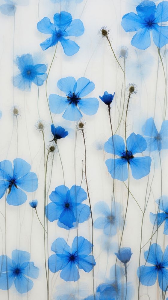 PNG Real pressed blue flowers backgrounds nature petal. AI generated Image by rawpixel.