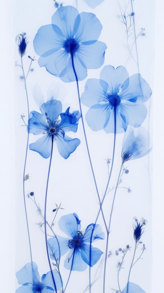 PNG Real pressed blue flowers pattern nature petal. AI generated Image by rawpixel.