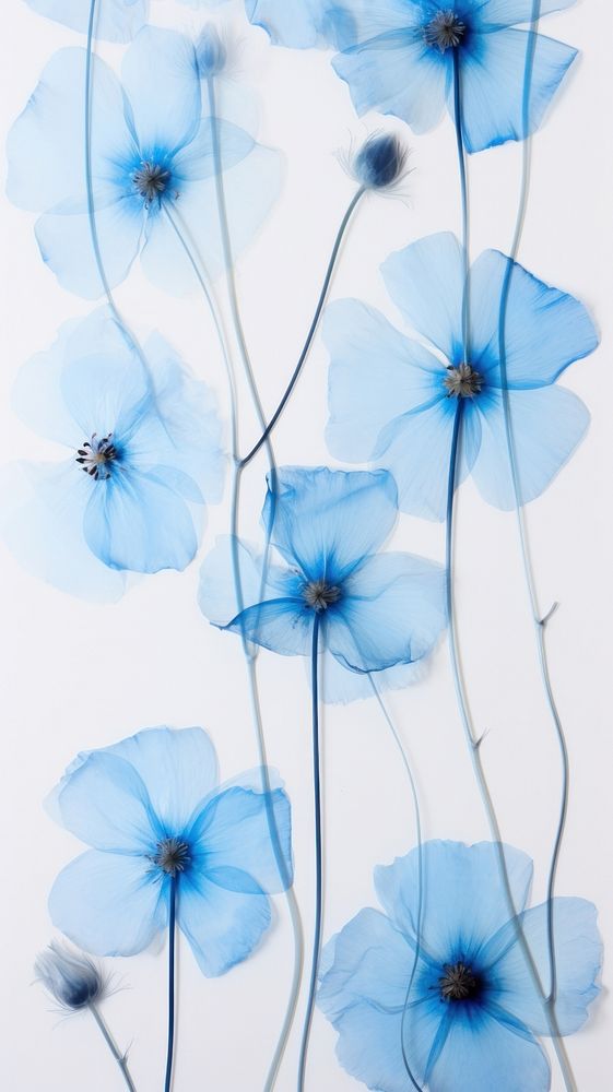 PNG Real pressed blue flowers pattern petal plant. AI generated Image by rawpixel.