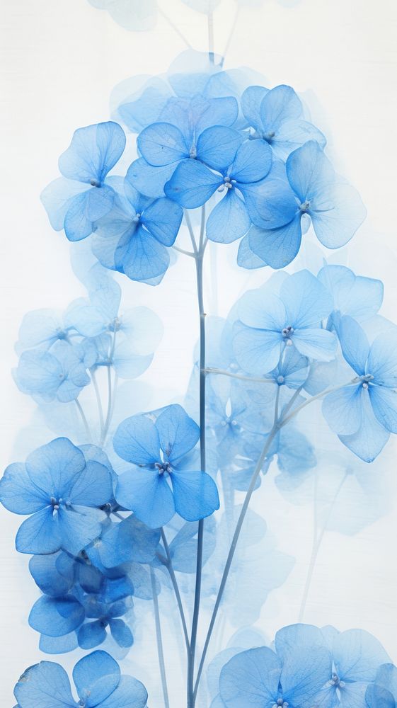 PNG Real pressed blue hydrangea flowers backgrounds nature plant. 