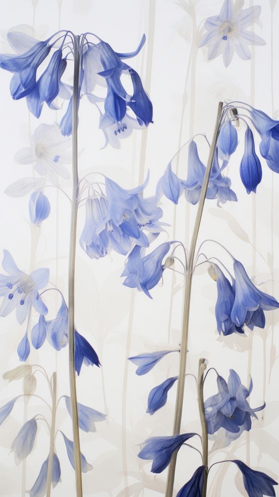 PNG Real pressed bluebells flower plant petal. AI generated Image by rawpixel.