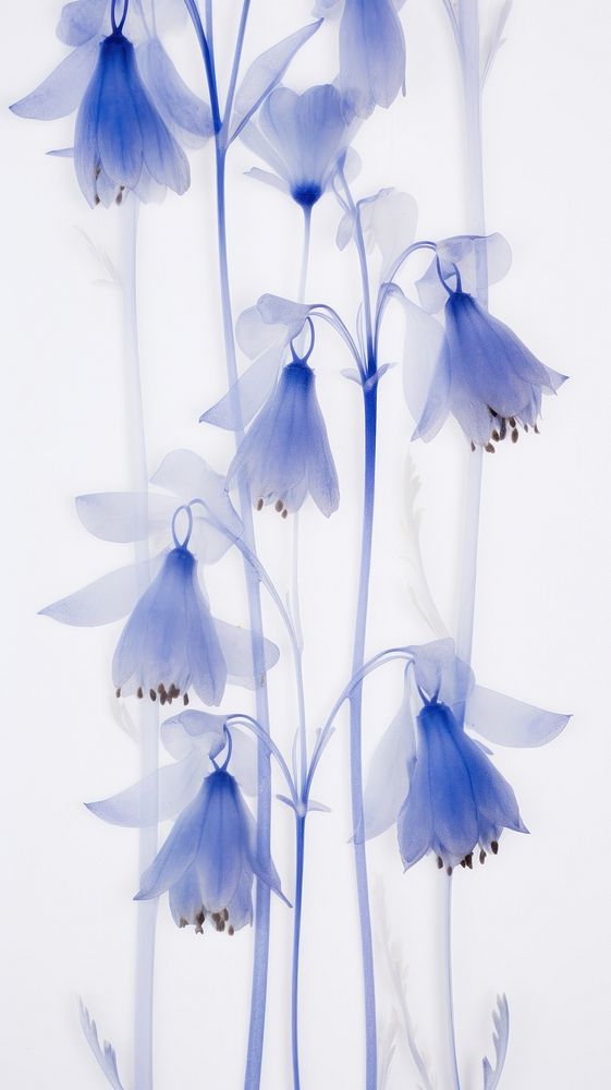 PNG Real pressed bluebells flower petal plant. AI generated Image by rawpixel.