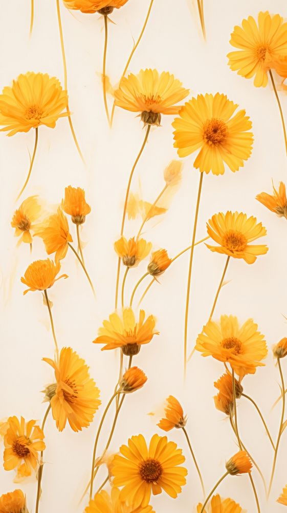 PNG Real pressed calendula flowers backgrounds wallpaper petal. AI generated Image by rawpixel.