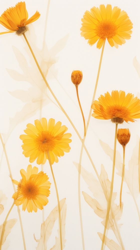 PNG Real pressed calendula flowers backgrounds petal plant. AI generated Image by rawpixel.