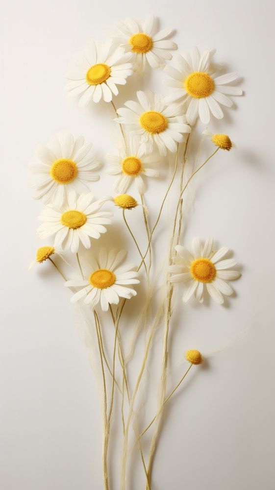 PNG Real pressed chamomile flower petal daisy. AI generated Image by rawpixel.