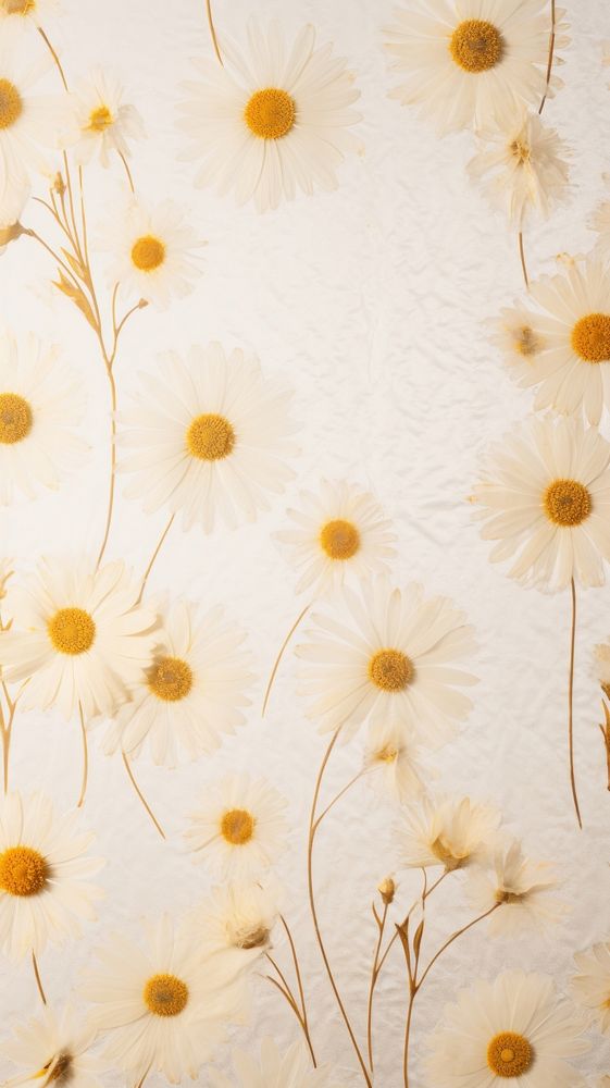 PNG Real pressed chamomile flower backgrounds wallpaper. AI generated Image by rawpixel.