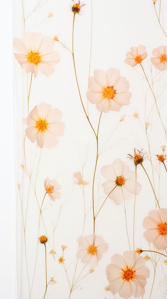 PNG Real pressed cosmos flowers backgrounds wallpaper pattern. AI generated Image by rawpixel.