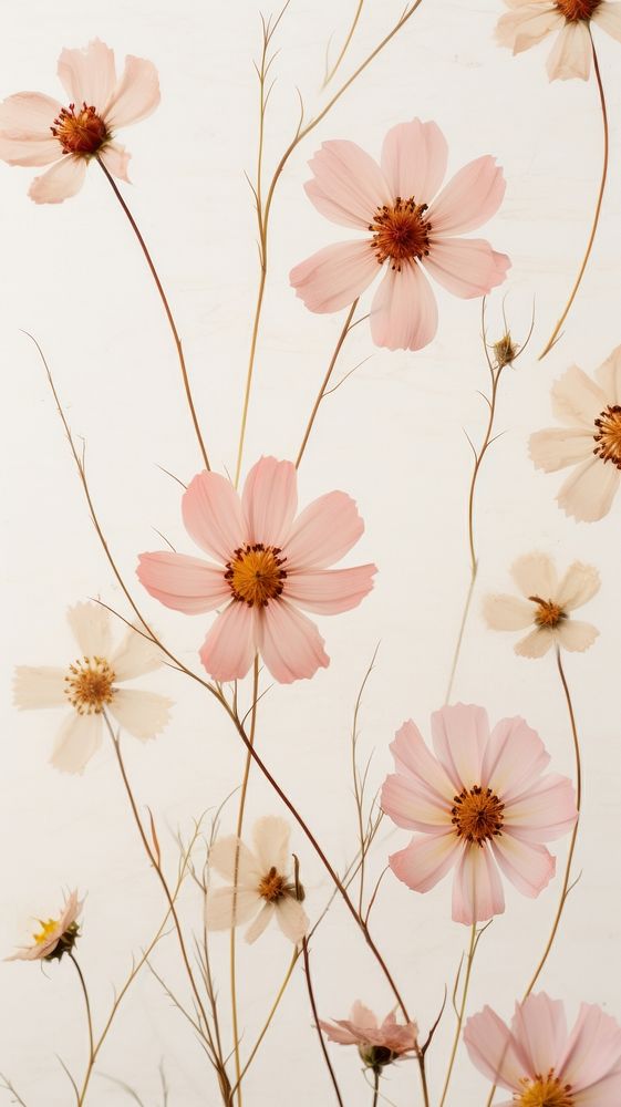 PNG Real pressed cosmos flowers backgrounds pattern petal. AI generated Image by rawpixel.