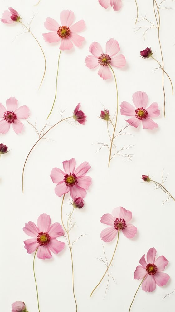 PNG Real pressed cosmos flowers backgrounds petal plant. AI generated Image by rawpixel.