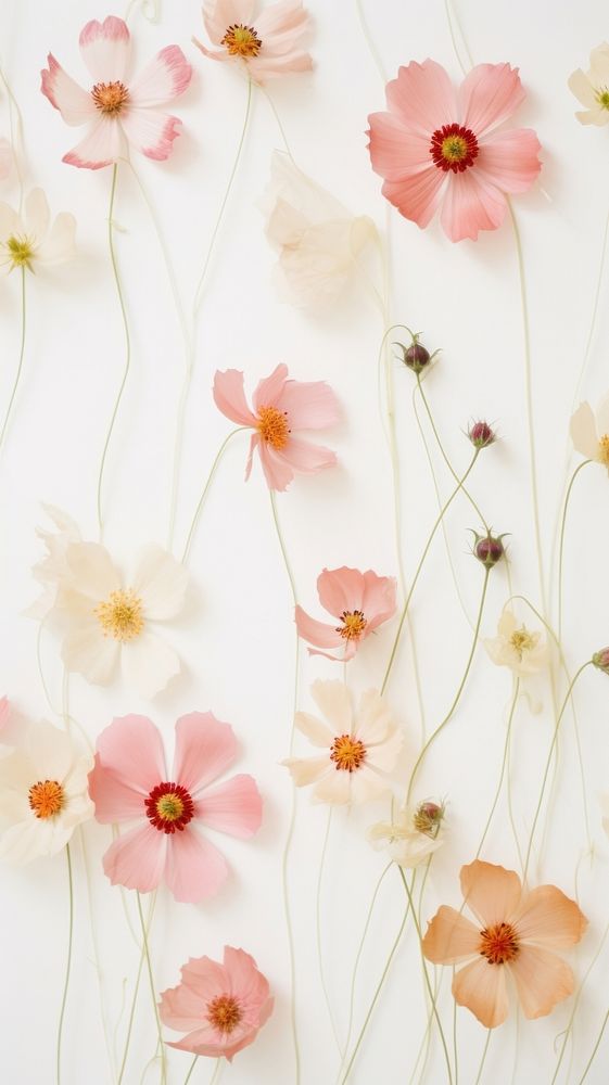 PNG Real pressed cosmos flowers backgrounds pattern petal. AI generated Image by rawpixel.