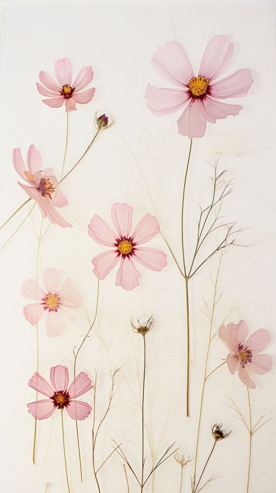 PNG Real pressed cosmos flowers petal plant art. AI generated Image by rawpixel.
