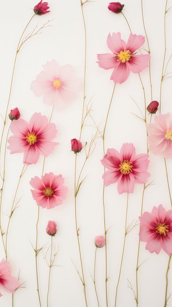 PNG Real pressed cosmos flowers pattern petal plant. AI generated Image by rawpixel.