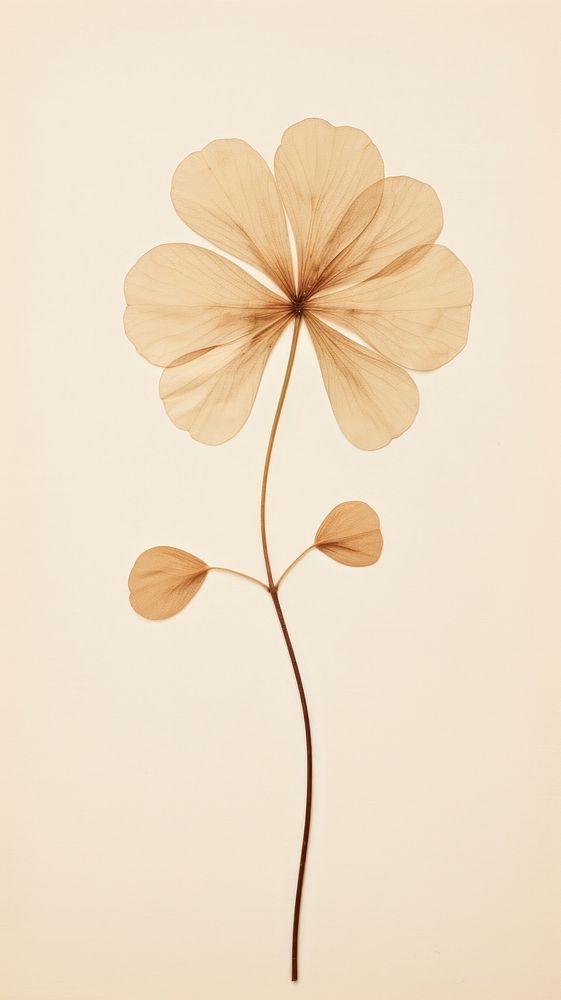 PNG Real pressed clover leaf flower petal plant. AI generated Image by rawpixel.