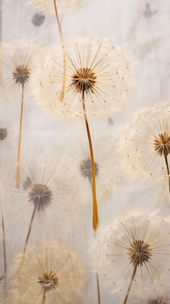 PNG Dandelion flower backgrounds plant. AI generated Image by rawpixel.