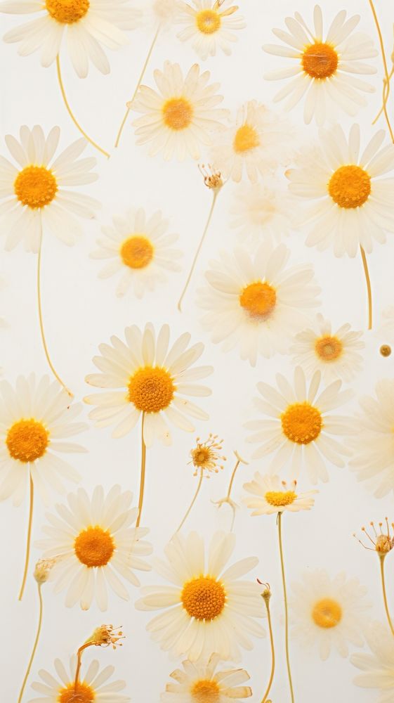 PNG Real pressed daisy flowers backgrounds wallpaper petal. AI generated Image by rawpixel.