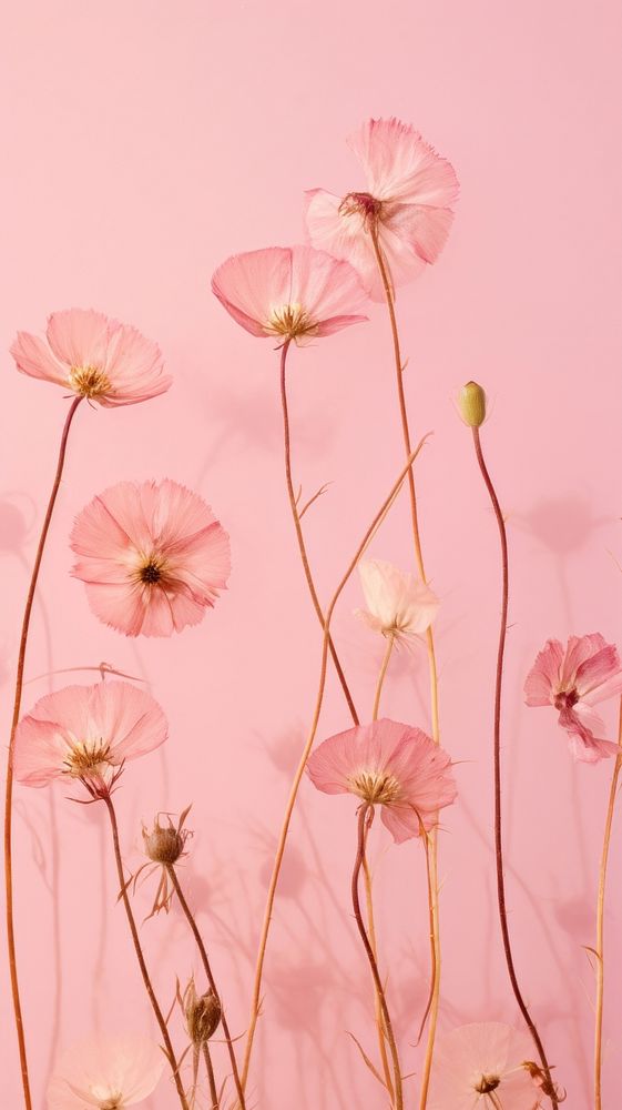 PNG Real pressed dried cute flowers petal plant pink. AI generated Image by rawpixel.