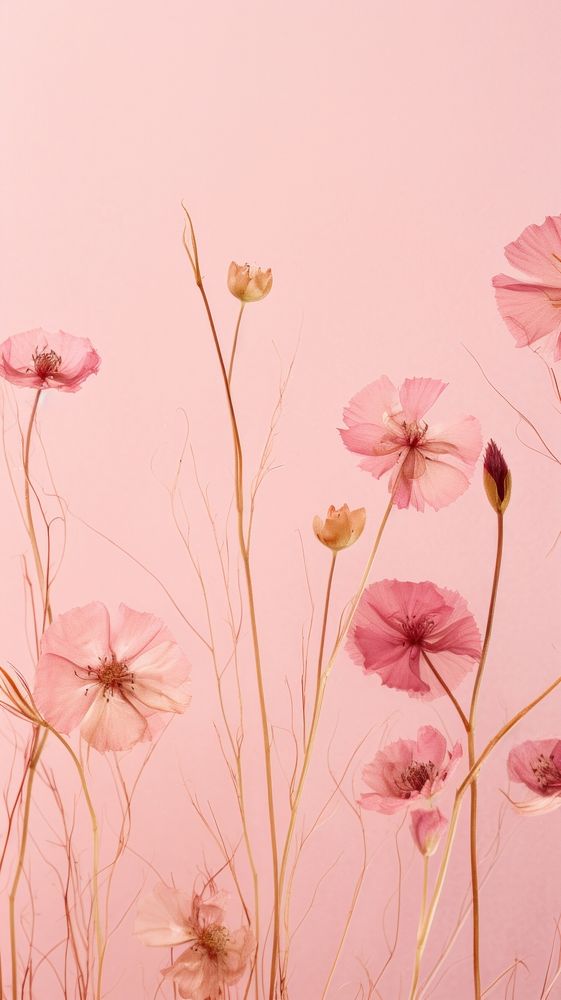 PNG Real pressed dried cute flowers backgrounds pattern petal. AI generated Image by rawpixel.
