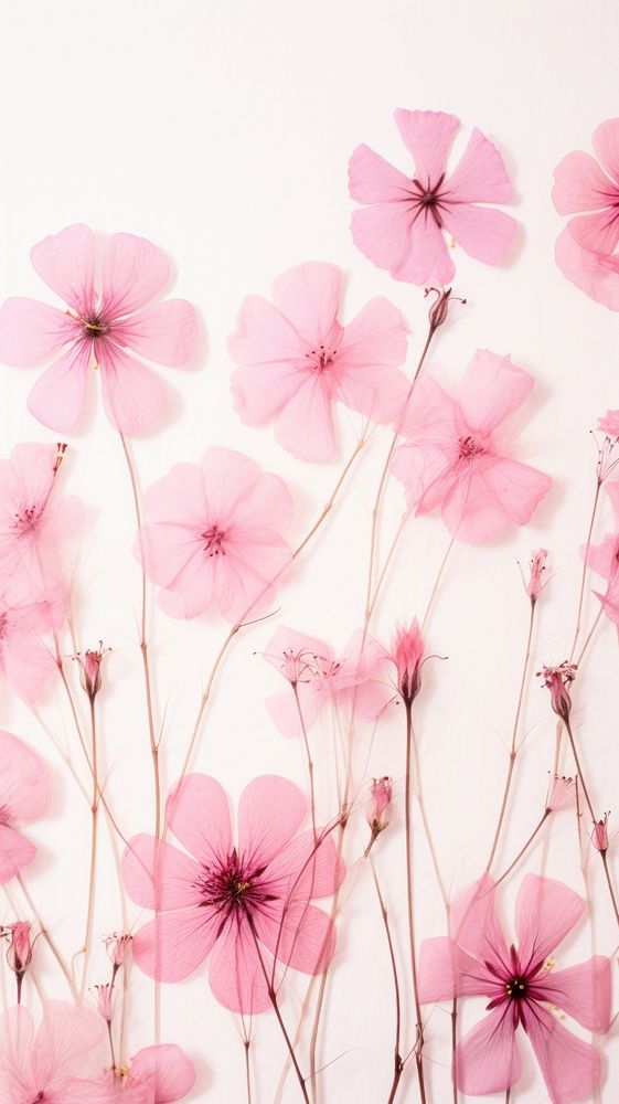 PNG Real pressed dried pink flowers blossom petal plant. AI generated Image by rawpixel.