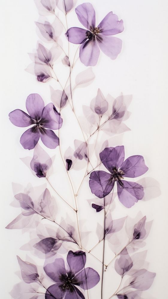 PNG Real pressed dried purple flowers plant petal inflorescence. AI generated Image by rawpixel.