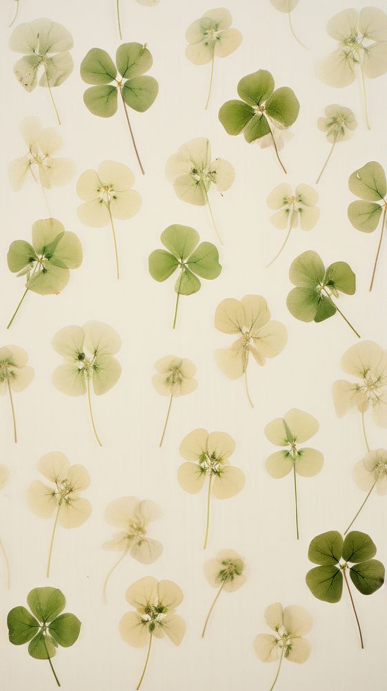 PNG Real pressed green clover leaves backgrounds wallpaper pattern. AI generated Image by rawpixel.
