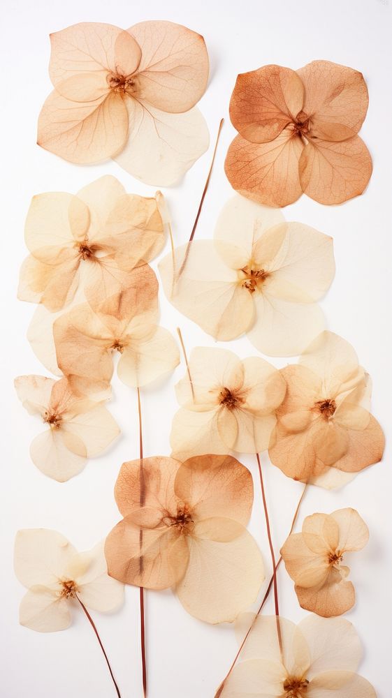 PNG Real pressed hydrangea flowers petal plant art. AI generated Image by rawpixel.