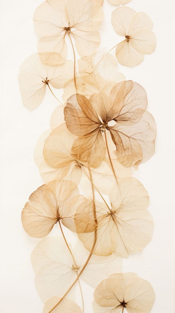 PNG Real pressed hydrangea flower pattern plant. AI generated Image by rawpixel.