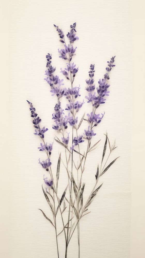 PNG Real pressed lavender flower blossom plant herb. AI generated Image by rawpixel.