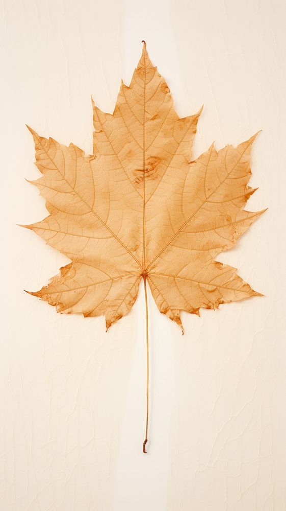 PNG Real pressed maple leave plant leaf tree. AI generated Image by rawpixel.