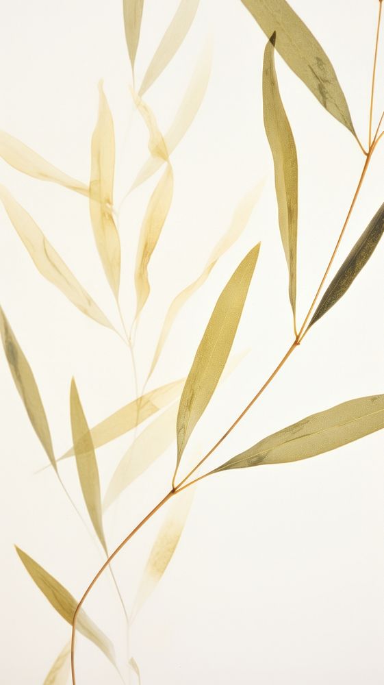 PNG Real pressed olive leave backgrounds pattern plant. AI generated Image by rawpixel.