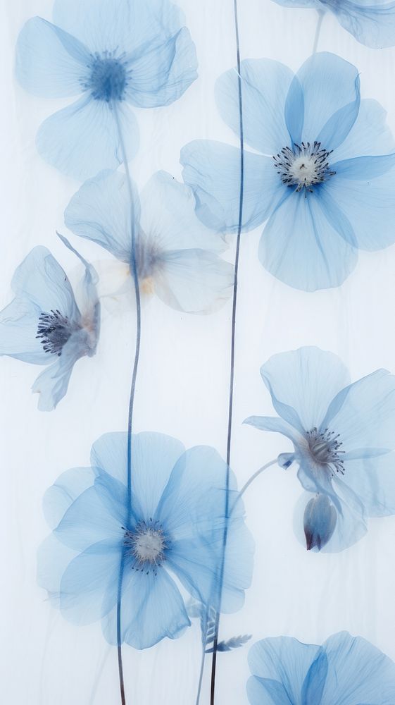 PNG Real pressed pastel blue flowers backgrounds nature petal. AI generated Image by rawpixel.