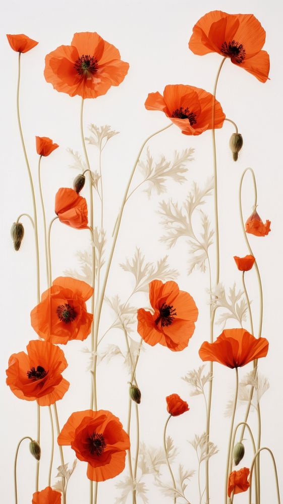 PNG Real pressed poppy flowers plant red inflorescence. AI generated Image by rawpixel.