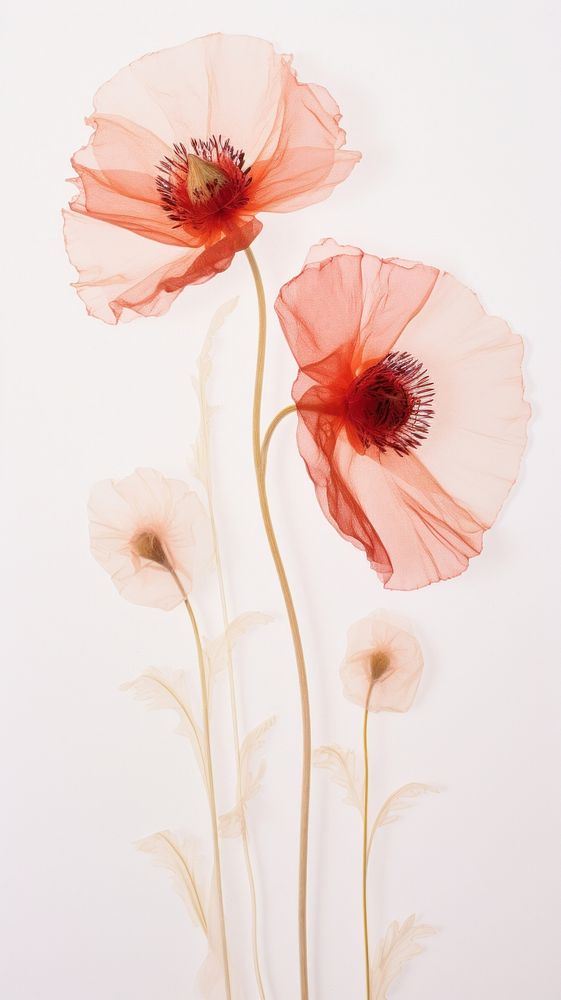 PNG Real pressed poppy flowers petal plant red. AI generated Image by rawpixel.