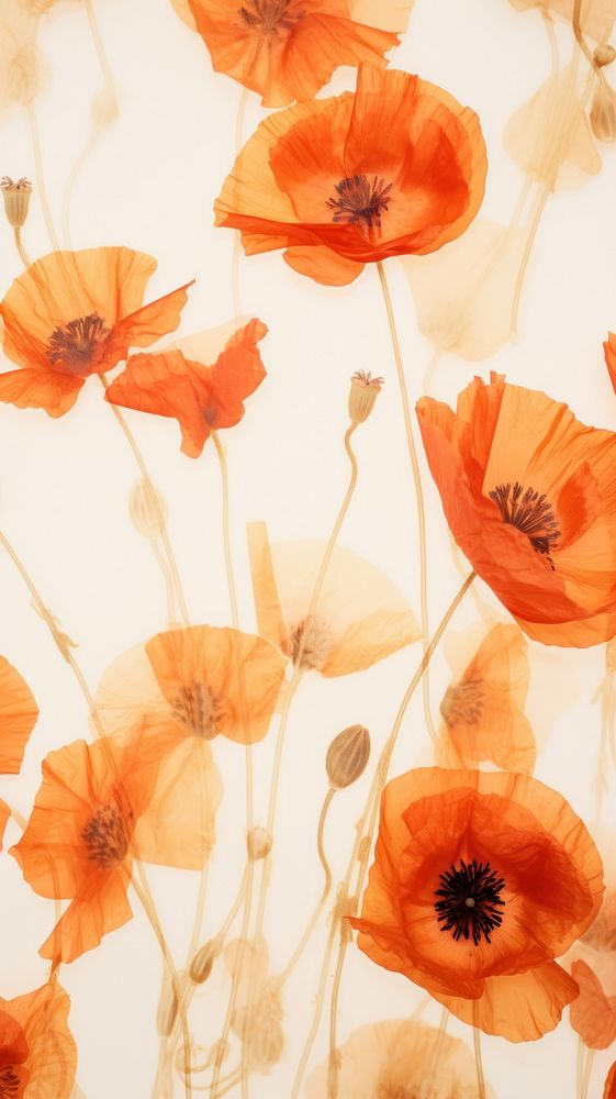 PNG Real pressed poppy flowers backgrounds petal plant. 