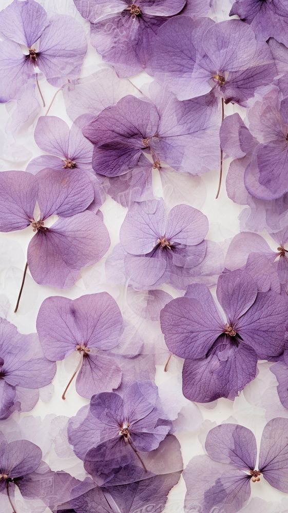PNG Real pressed purple hydrangea flowers backgrounds blossom petal. 