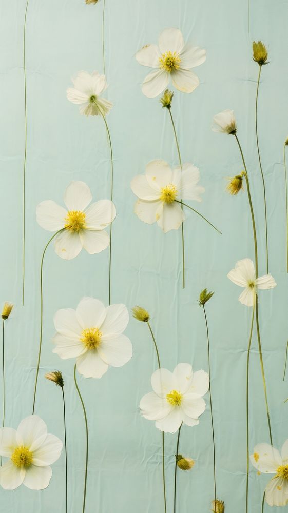 PNG Real pressed spring flowers backgrounds wallpaper petal. AI generated Image by rawpixel.