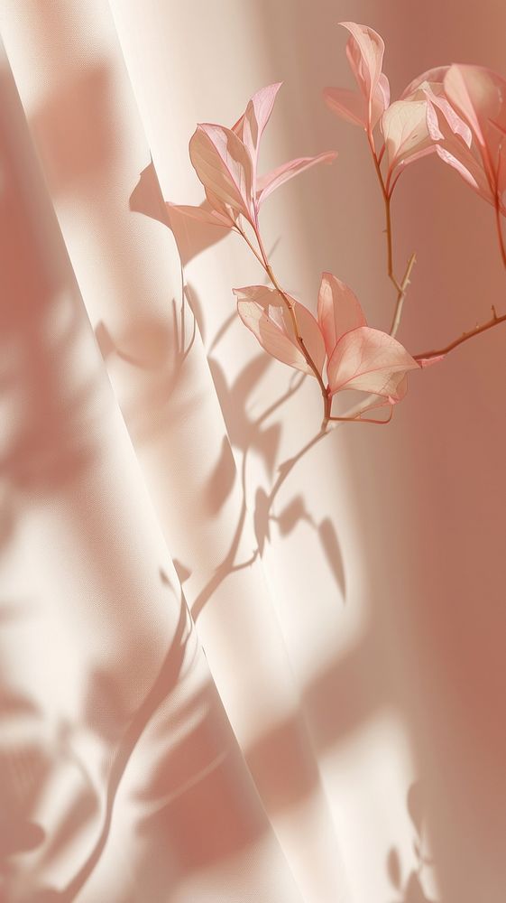 Pinkrose flower shadow plant.