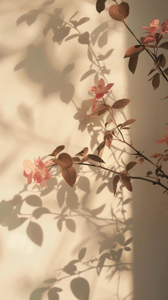 Pinkrose nature flower shadow.