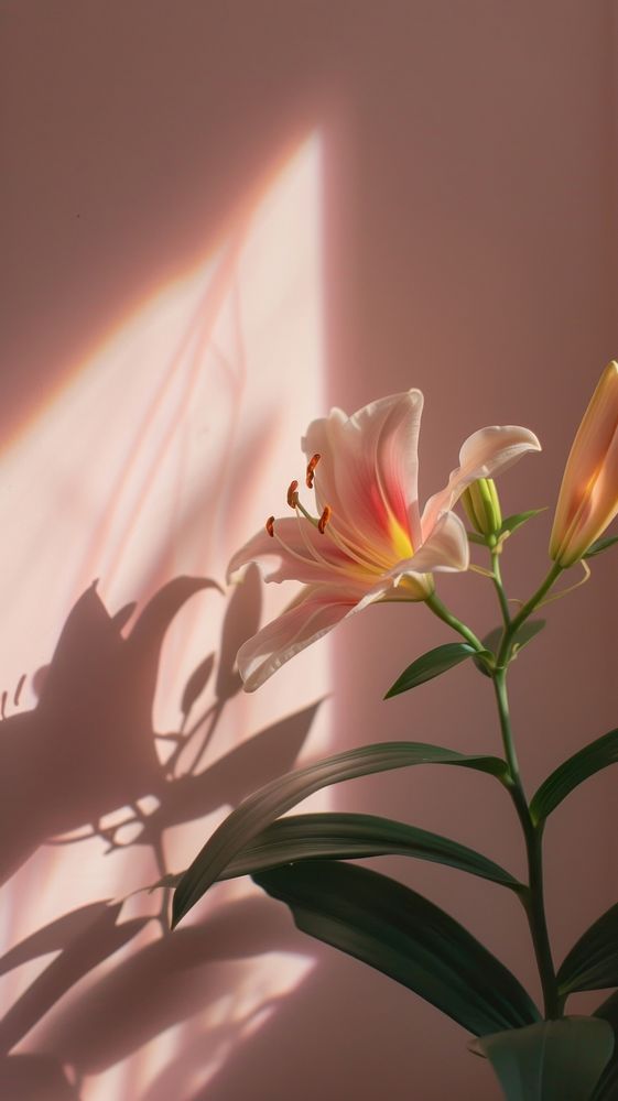 Lily flower shadow petal.