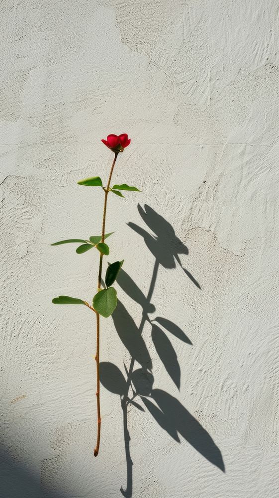Flower wall shadow plant.