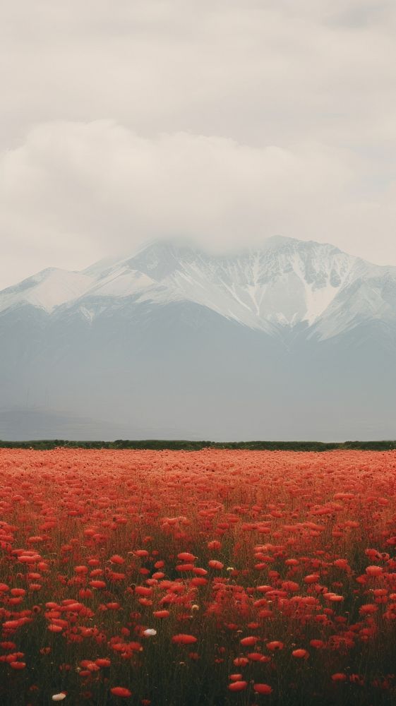  Mountains flower field landscape. 