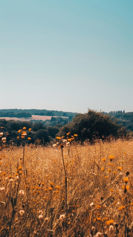 Aesthetic countryside photo grassland outdoors horizon.