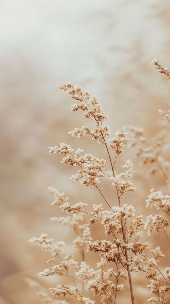 Aesthetic beige photo outdoors nature flower.