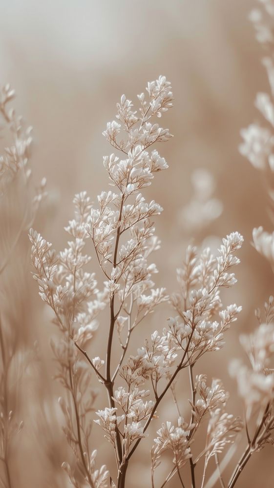 Aesthetic beige photo outdoors blossom nature.