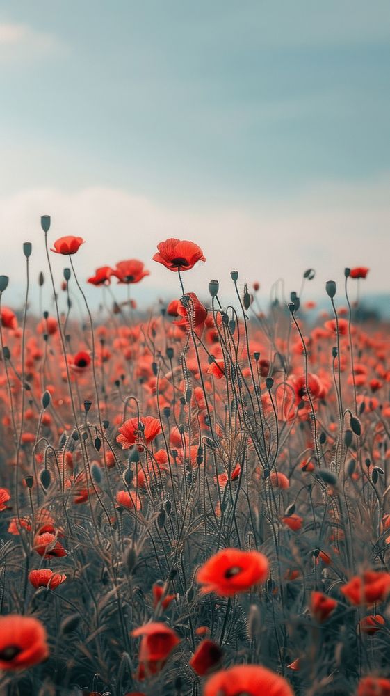 Aesthetic flower field photo outdoors nature poppy.