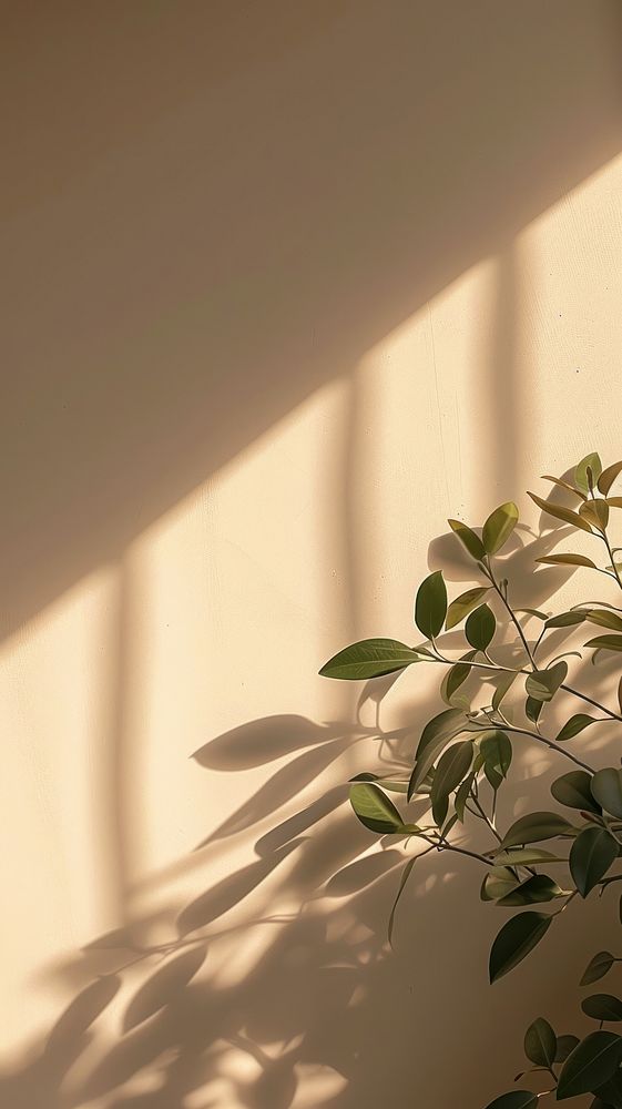 Aesthetic shadow on the wall photo architecture plant leaf.