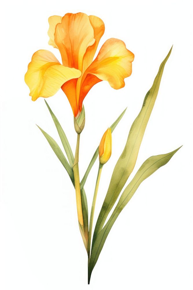 Watercolor canna lily flower petal plant white background.